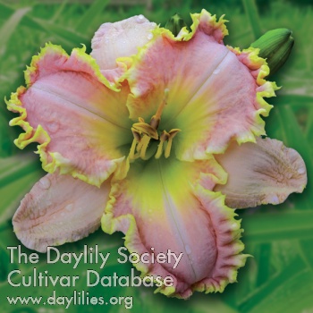 Ancillary Details AHS image