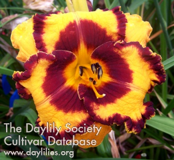 Banded Beauty AHS image