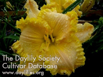 Jammin's Tequila Sunrise AHS image