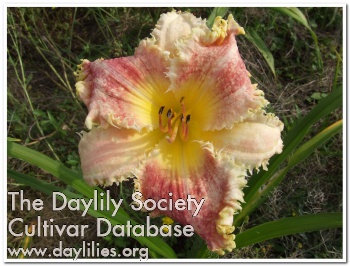 Brandywine Spike Tooth AHS image