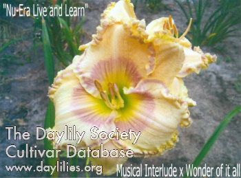 Nu-Era Live and Learn AHS image