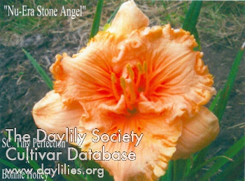 Nu-Era Stone Angel AHS image