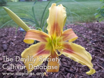 Belle's Flower