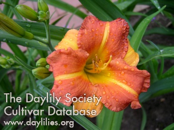 Boitzer Mandarin AHS image