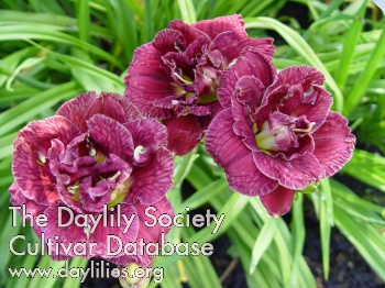 Roseland
