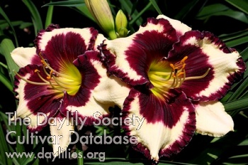Jammin's Psycho Baby AHS image
