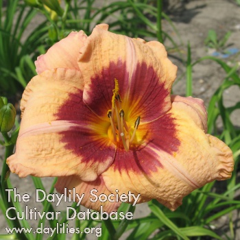 Berlin Orange Pink AHS image