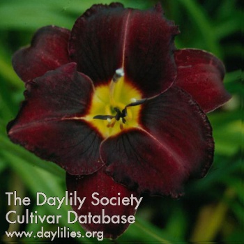 Berlin Black Purple AHS image