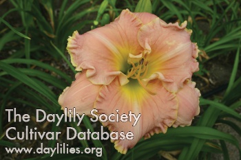 Hayfield Sensation AHS image