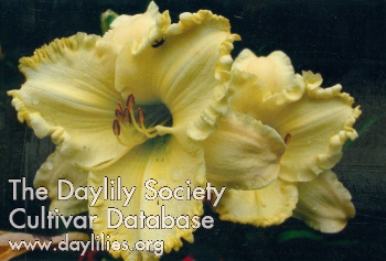 Kathy's Lemon Chiffon AHS image