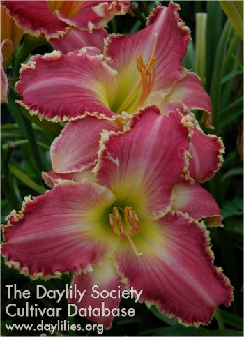 Flamingo Bright AHS image