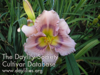 Eyefull Beauty AHS image