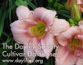 Pink Ribbon Diva AHS image