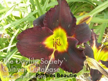 Ruthie's Beauty AHS image