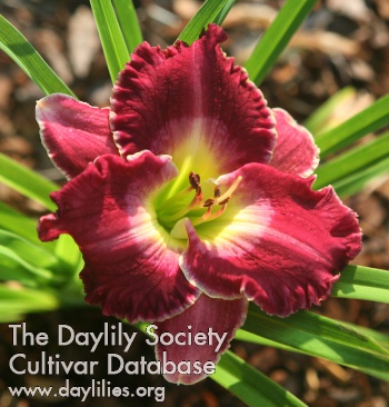 Janie's Red Dazzler