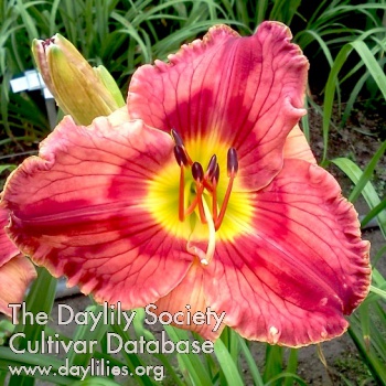Bleeding Love AHS image