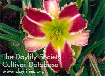 Douglas Graceful Dawn AHS image