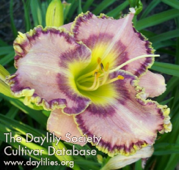 Pinebelt Southern Beauty AHS image