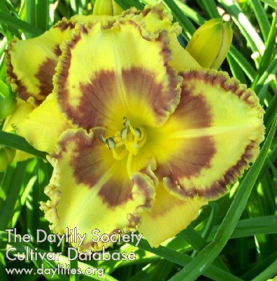 Pinebelt Southern Show Off AHS image