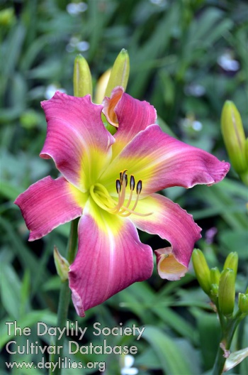 Joanie AHS image