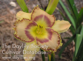 Avy Iris Castles