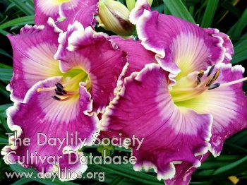 Jammin's Plum Magic AHS image