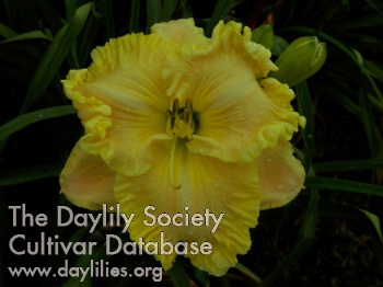 Debbie Niccole Cox AHS image