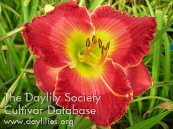 Hearts that Care AHS image