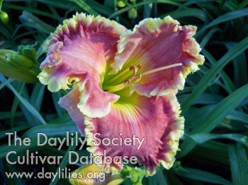 Doreen AHS image