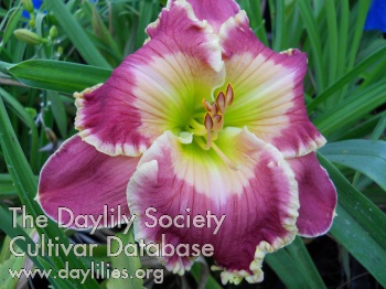 Orchid Finery AHS image