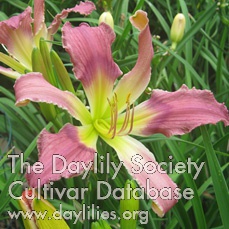 Kathy's Orchid Bouquet AHS image