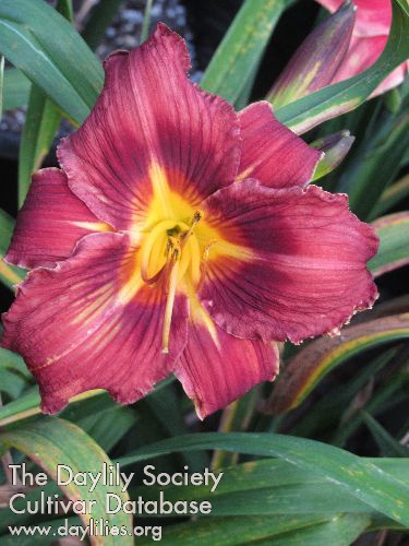 Burnt Merlot AHS image
