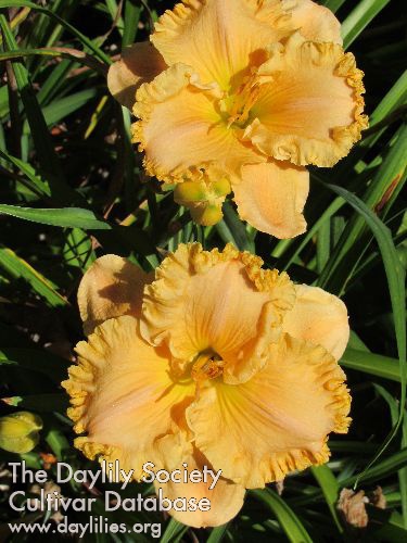 Marjorie's Delight