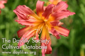 Strubbly AHS image