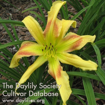 Carolina Starfish AHS image