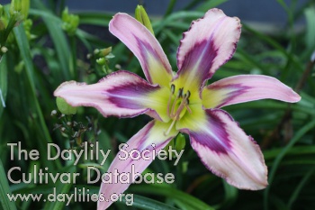 Dizzy Damselfly AHS image