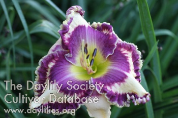 Punchy Purple AHS image