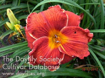 Carolina Cinnamon AHS image