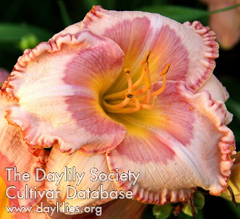Bayou Blush