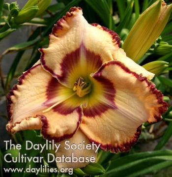 Duke of Iberville AHS image