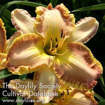 Fluted Edgings AHS image