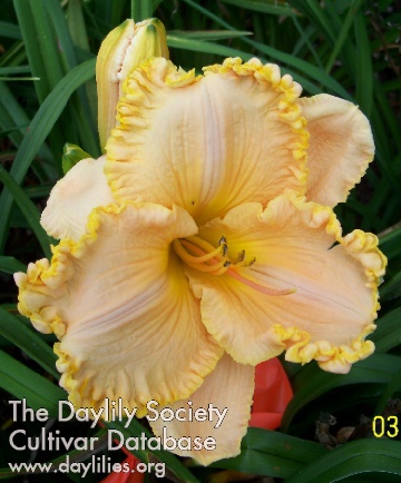Pinebelt Peach Desert AHS image