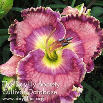 Azure Beauty AHS image