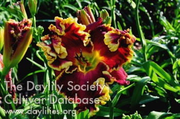 Open Season AHS image