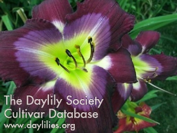Shirley's Delight AHS image
