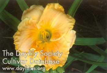 Cape Cod Marmalade AHS image