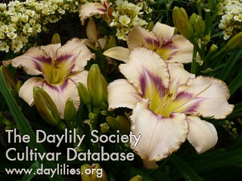 Keriel's Dawn to Dusk AHS image