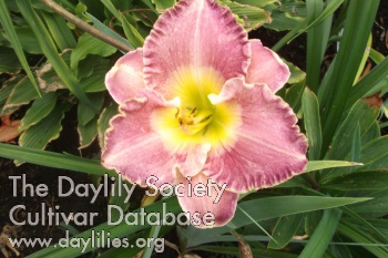 Blue Azzuri AHS image
