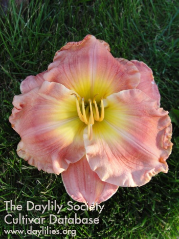 Passionate Rose AHS image