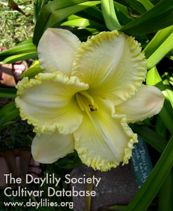 Davis Arnold Lackey's Smile AHS image